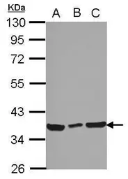 Anti-Ymer antibody used in Western Blot (WB). GTX118557