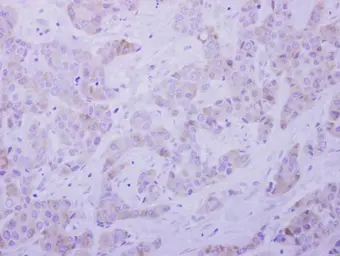 Anti-SEPT5 antibody [N3C3] used in IHC (Paraffin sections) (IHC-P). GTX118561