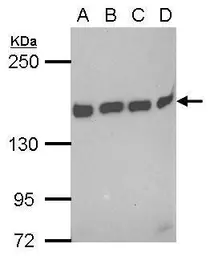 Anti-BAT3 antibody [N1N2], N-term used in Western Blot (WB). GTX118562