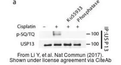 Anti-USP13 antibody [C2C3], C-term used in Western Blot and Immunoprecipitation (WB IP). GTX118595