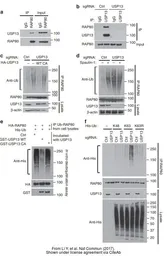 Anti-USP13 antibody [C2C3], C-term used in Western Blot and Immunoprecipitation (WB IP). GTX118595