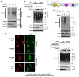 Anti-USP13 antibody [C2C3], C-term used in Western Blot (WB). GTX118595