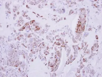 Anti-DRG2 antibody used in IHC (Paraffin sections) (IHC-P). GTX118599