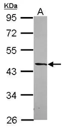 Anti-DRG2 antibody used in Western Blot (WB). GTX118599