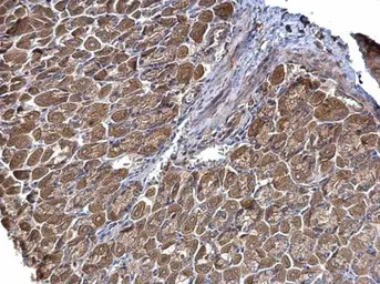 Anti-STRAP antibody [N1C3] used in IHC (Paraffin sections) (IHC-P). GTX118603
