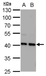 Anti-STRAP antibody [N1C3] used in Western Blot (WB). GTX118603