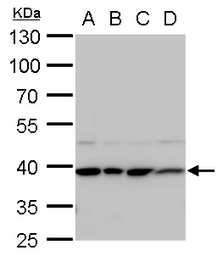 Anti-STRAP antibody [N1C3] used in Western Blot (WB). GTX118603