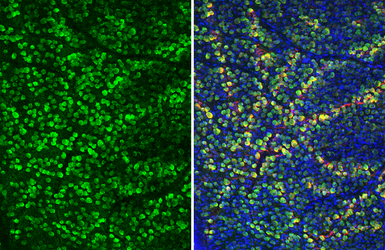 Anti-RBPMS antibody used in IHC (Paraffin sections) (IHC-P). GTX118619