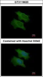 Anti-CFHL1 antibody [N1C2] used in Immunocytochemistry/ Immunofluorescence (ICC/IF). GTX118620