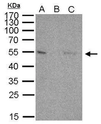 Anti-p53 antibody [C2C3], C-term used in Immunoprecipitation (IP). GTX118730