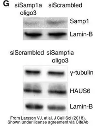 Anti-HAUS6 antibody used in Western Blot (WB). GTX118732
