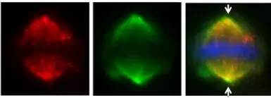 Anti-HAUS6 antibody used in Immunocytochemistry/ Immunofluorescence (ICC/IF). GTX118732