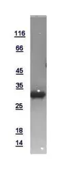 Human HAUS1 protein, His tag. GTX118733-pro
