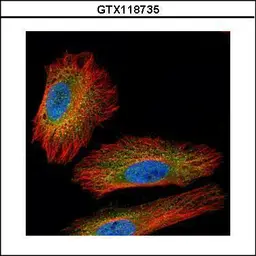 Anti-NEK2 antibody used in Immunocytochemistry/ Immunofluorescence (ICC/IF). GTX118735