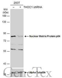 Anti-Nuclear Matrix Protein p84 antibody used in Western Blot (WB). GTX118740