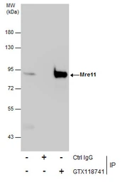 Anti-Mre11 antibody used in Immunoprecipitation (IP). GTX118741