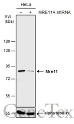 Anti-Mre11 antibody used in Western Blot (WB). GTX118741