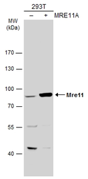 Anti-Mre11 antibody used in Western Blot (WB). GTX118741