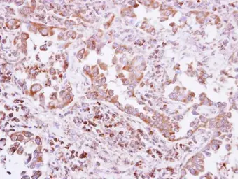 Anti-Pez antibody [N1N2], N-term used in IHC (Paraffin sections) (IHC-P). GTX118862