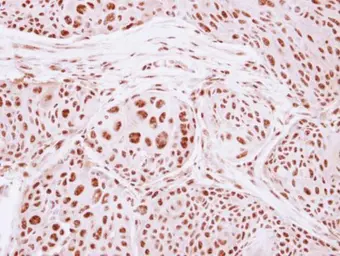 Anti-GTF3C4 antibody used in IHC (Paraffin sections) (IHC-P). GTX118874