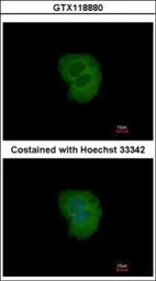 Anti-TRIM10 antibody [N1C1] used in Immunocytochemistry/ Immunofluorescence (ICC/IF). GTX118880