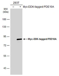 Anti-PDE10A antibody [C2C3], C-term used in Western Blot (WB). GTX118886