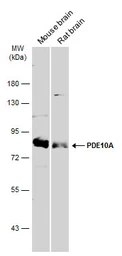 Anti-PDE10A antibody [C2C3], C-term used in Western Blot (WB). GTX118886