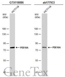 Anti-PDE10A antibody [C2C3], C-term used in Western Blot (WB). GTX118886