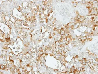 Anti-SASS6 antibody [N2C1], Internal used in IHC (Paraffin sections) (IHC-P). GTX118940