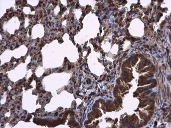 Anti-RIPX antibody [N1C1] used in IHC (Paraffin sections) (IHC-P). GTX118968