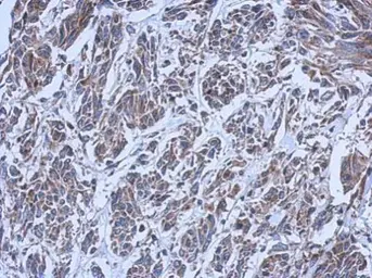 Anti-RIPX antibody [N1C1] used in IHC (Paraffin sections) (IHC-P). GTX118968