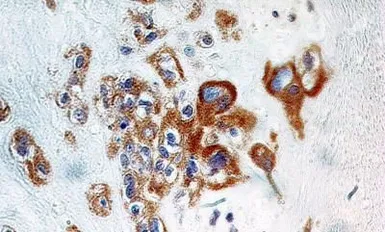Anti-TNFAIP3 antibody [59A426] used in IHC (Paraffin sections) (IHC-P). GTX11900