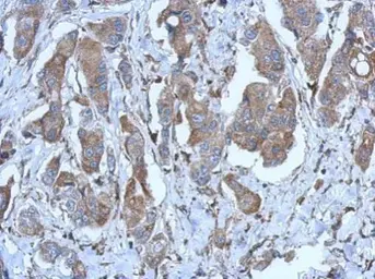 Anti-P2X2 antibody [N1C1] used in IHC (Paraffin sections) (IHC-P). GTX119003