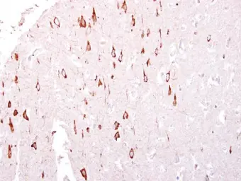 Anti-GTPBP3 antibody [C1C3] used in IHC (Paraffin sections) (IHC-P). GTX119019