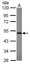 Anti-GTPBP3 antibody [C1C3] used in Western Blot (WB). GTX119019