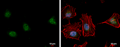 Anti-LSM11 antibody used in Immunocytochemistry/ Immunofluorescence (ICC/IF). GTX119023