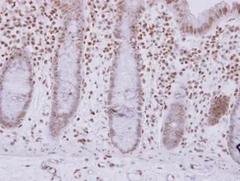 Anti-ASB7 antibody used in IHC (Paraffin sections) (IHC-P). GTX119040
