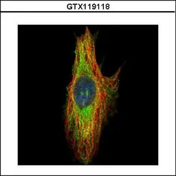 Anti-SEPT8 antibody used in Immunocytochemistry/ Immunofluorescence (ICC/IF). GTX119118