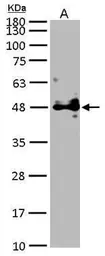 Anti-POFUT1 antibody [N1C1] used in Western Blot (WB). GTX119122