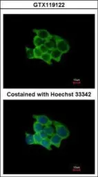 Anti-POFUT1 antibody [N1C1] used in Immunocytochemistry/ Immunofluorescence (ICC/IF). GTX119122