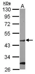 Anti-POFUT1 antibody [N1C1] used in Western Blot (WB). GTX119122
