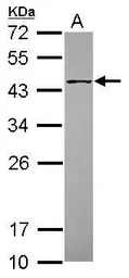 Anti-POFUT1 antibody [N1C1] used in Western Blot (WB). GTX119122