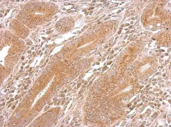 Anti-DNAJB5 antibody used in IHC (Paraffin sections) (IHC-P). GTX119124