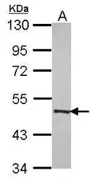 Anti-MOCS3 antibody [N3C3] used in Western Blot (WB). GTX119140
