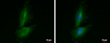 Anti-PRR16 antibody used in Immunocytochemistry/ Immunofluorescence (ICC/IF). GTX119153