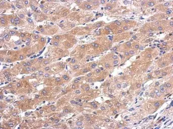 Anti-CALML5 antibody [N1C3] used in IHC (Paraffin sections) (IHC-P). GTX119159