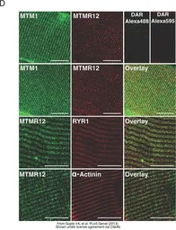Anti-MTMR12 antibody used in IHC (Frozen sections) (IHC-Fr). GTX119163