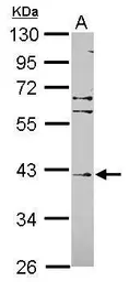 Anti-FBL8 antibody used in Western Blot (WB). GTX119171
