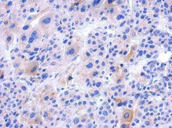 Anti-IFT122 antibody [C1C2], Internal used in IHC (Paraffin sections) (IHC-P). GTX119175