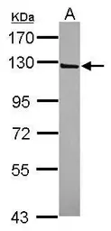 Anti-IFT122 antibody [C1C2], Internal used in Western Blot (WB). GTX119175